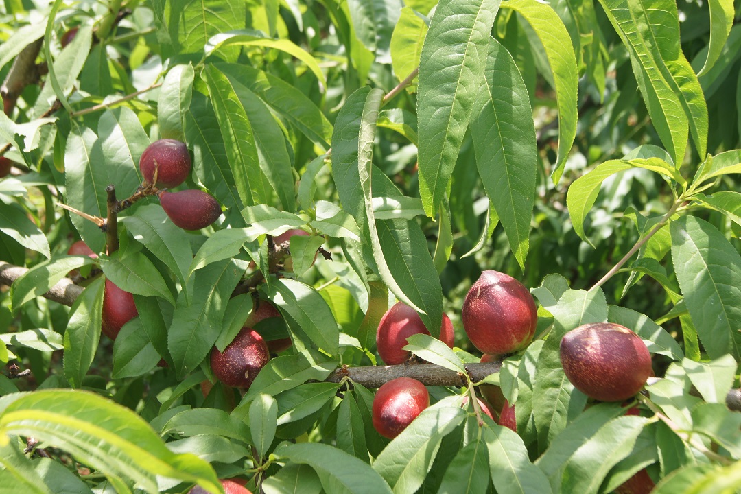 圖二，冒水洞村油桃產(chǎn)業(yè).JPG